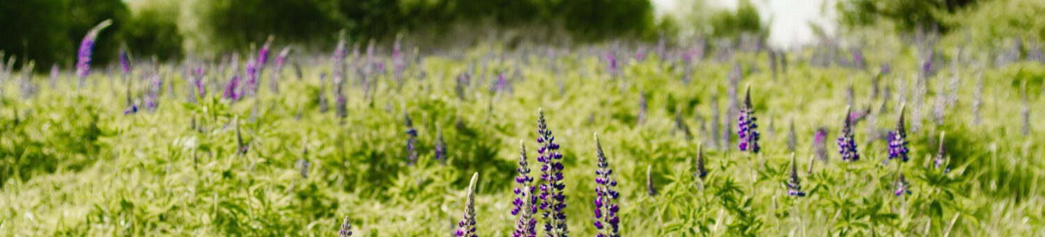 tuinieren met inheemse planten